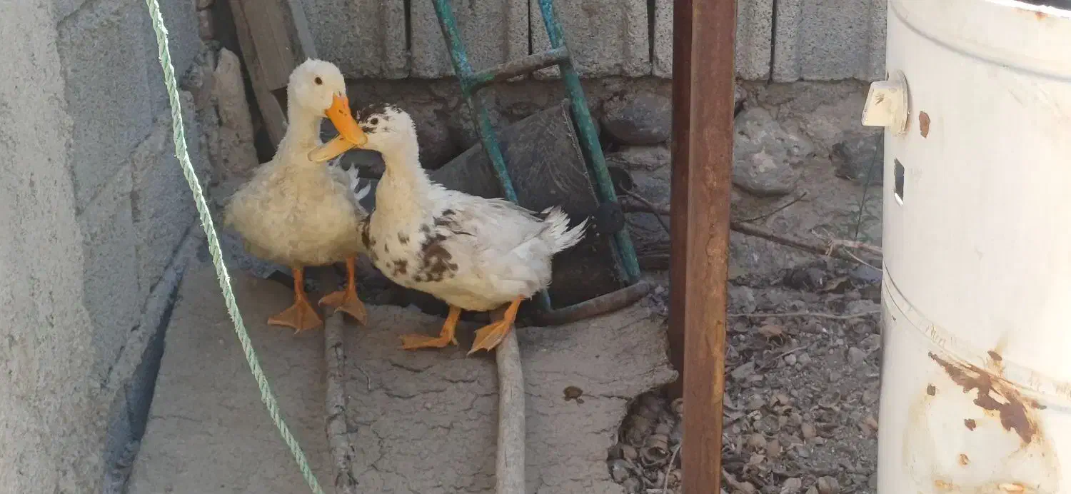 اردک زشت و بداخلاق|حیوانات مزرعه|اسکو, |دیوار