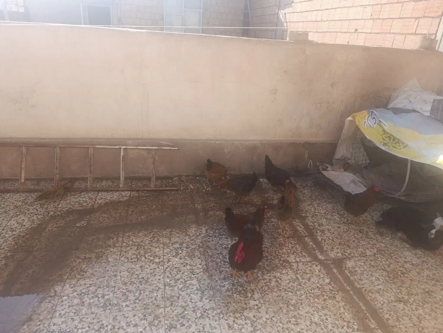 مرغ وخروس|حیوانات مزرعه|نسیم‌شهر, |دیوار