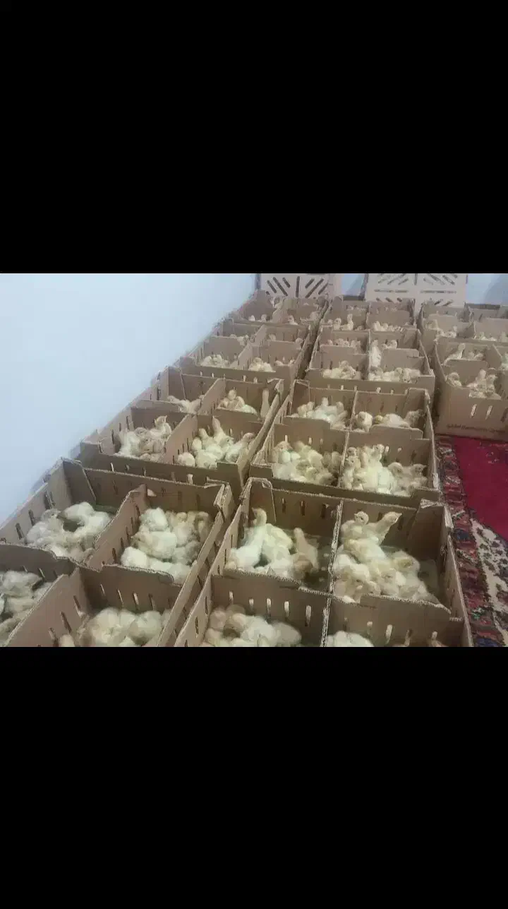 جوجه رنگی گلپایگان بوقلمون اوردک|حیوانات مزرعه|چابهار, |دیوار