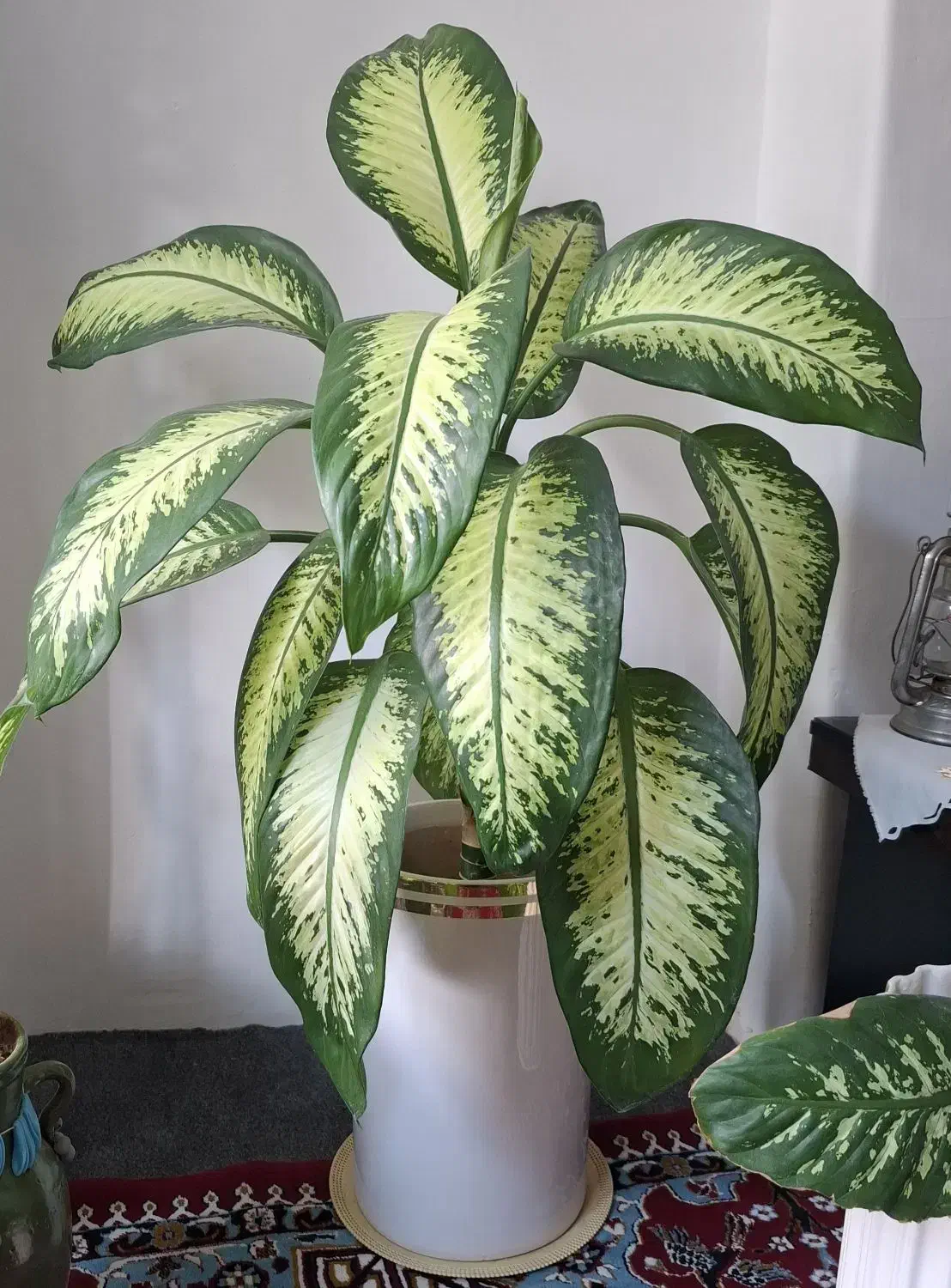 گل طبیعی|گل و گیاه طبیعی|قروه, |دیوار