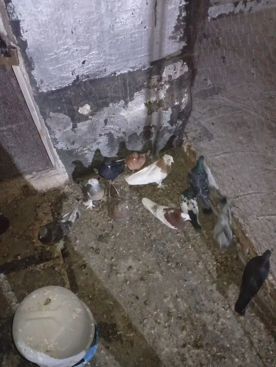 فروش تعداد کفتر|پرنده|مرودشت, استادیوم|دیوار