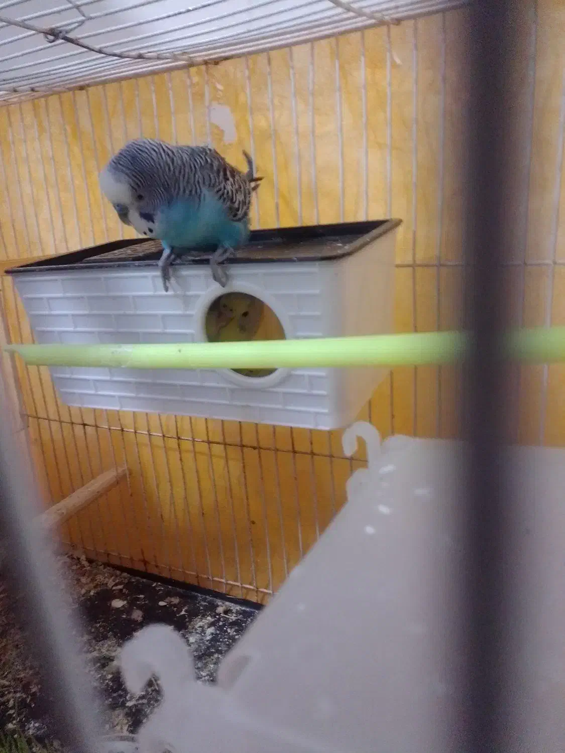 یک جفت مرغ عشق دستی سالم|پرنده|چناران, |دیوار