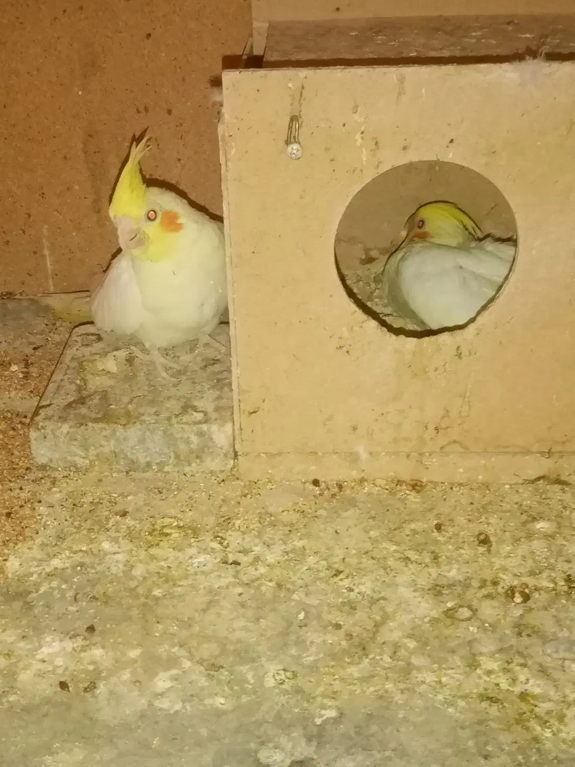 جوجه عروس هلندی سرلاکی لوتینو و البینو|پرنده|مسجد سلیمان, |دیوار