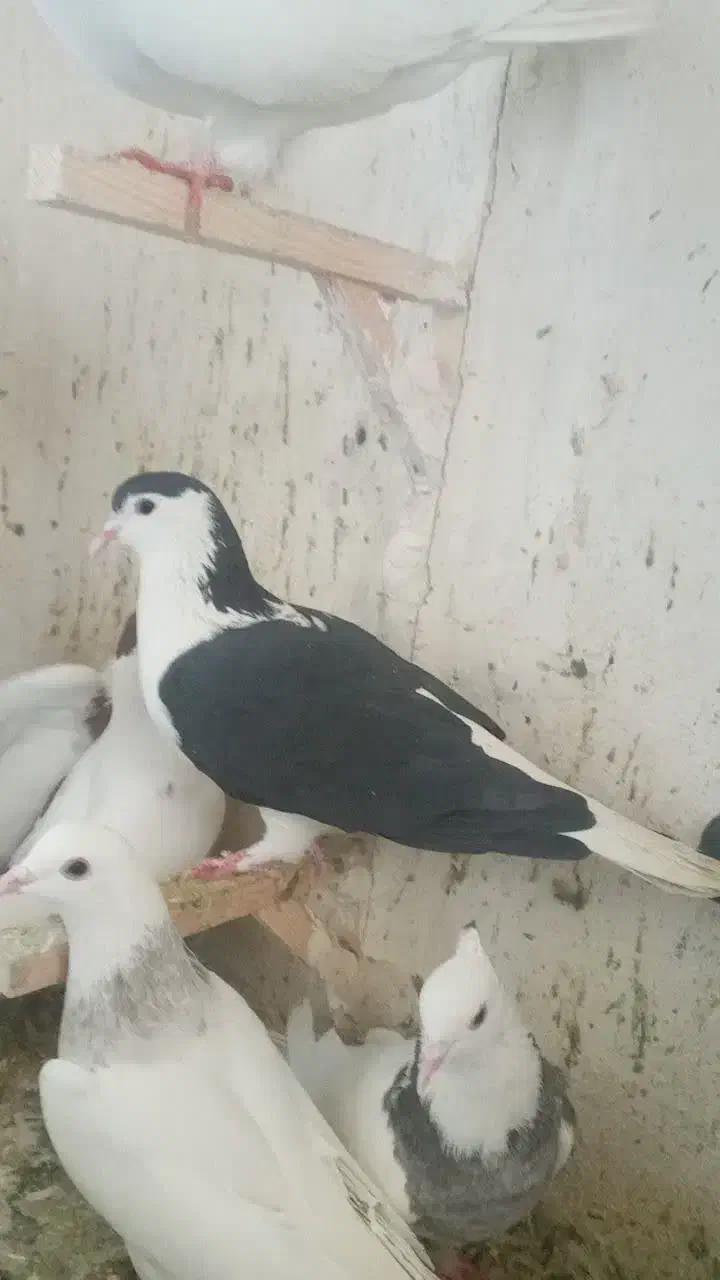 چنتا پرشتی|پرنده|خرمآباد, |دیوار