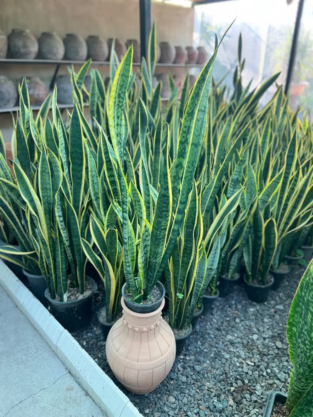 گل سانسوریا طلایی در رشت|گل و گیاه طبیعی|رشت, بیجارپس|دیوار