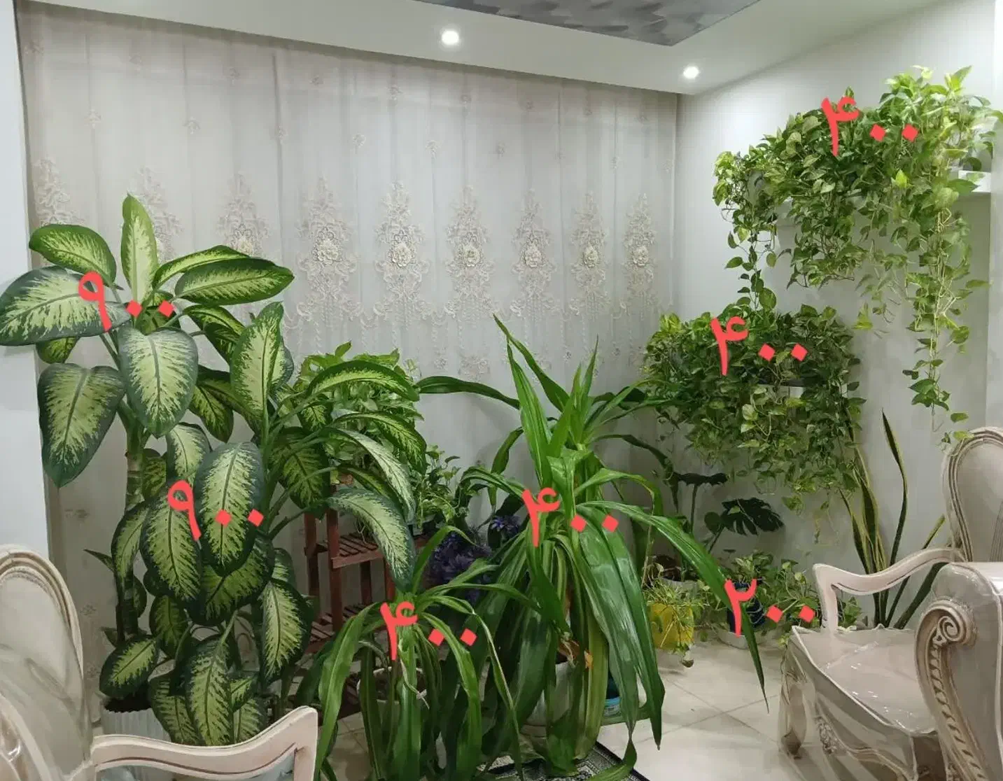 گل طبیعی کاکتوس پتوس دیفن|گل و گیاه طبیعی|خمینی‌شهر, |دیوار