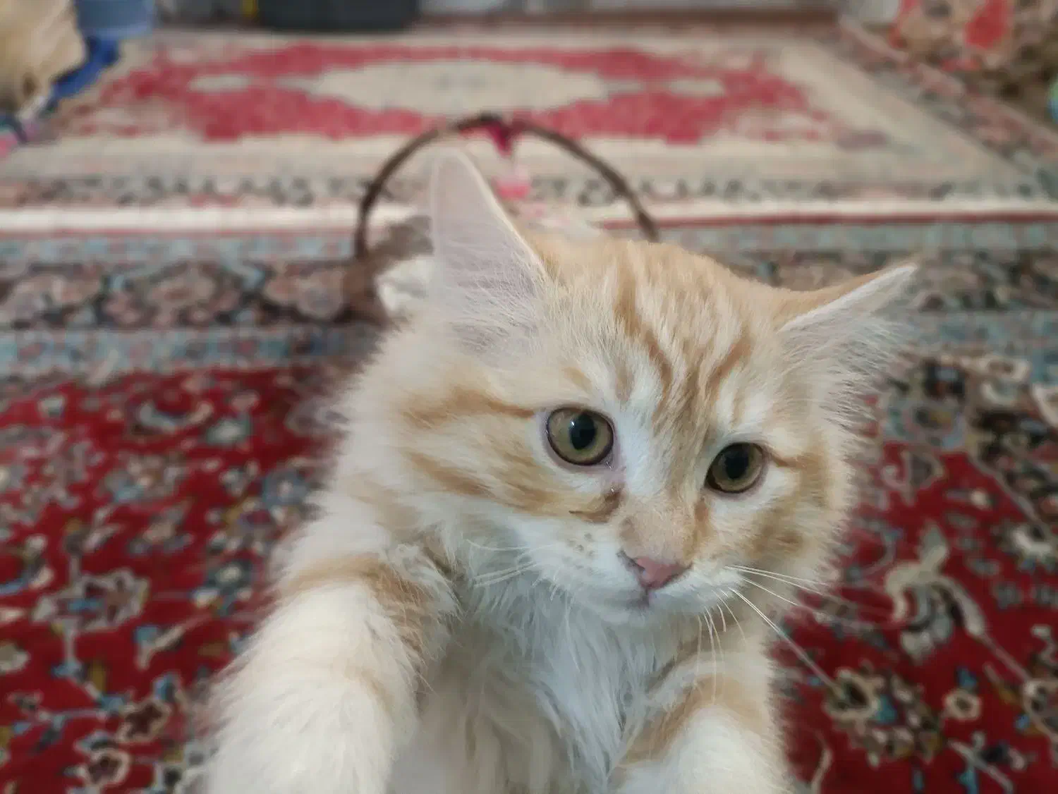 بچه گربه نر|گربه|نجف‌آباد, معرفت|دیوار