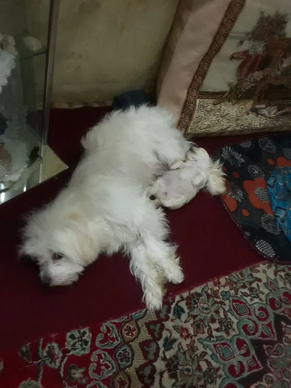 واگذاری یدونه پاپی کاملا آروم وبی سروصدا وحرفگوشکن|سگ|یزد, |دیوار