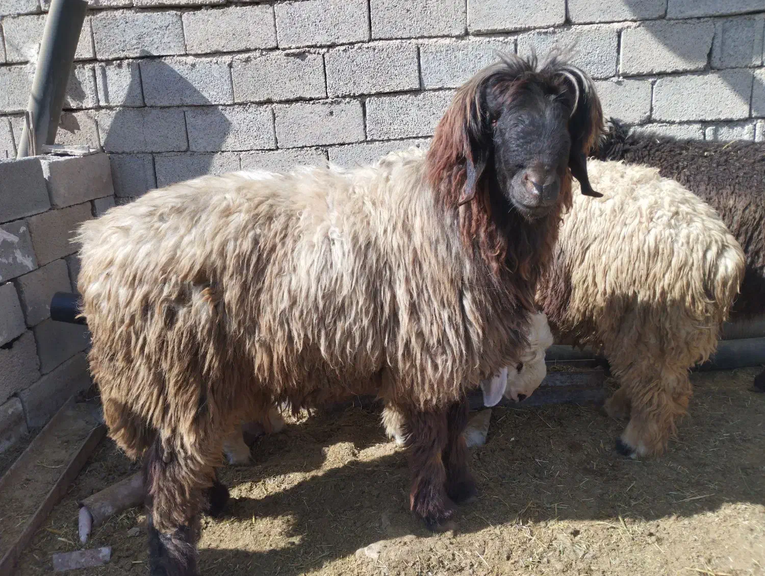 بره نر/قوچ/کوهه قوچ فروشی|حیوانات مزرعه|شیراز, بید زرد|دیوار