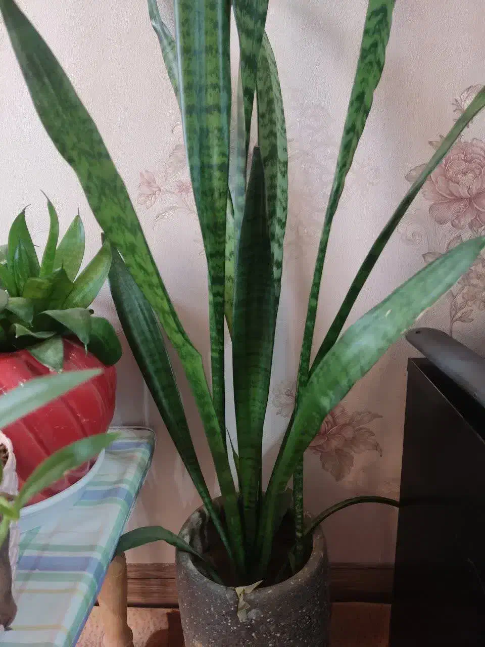 گل‌های طبیعی شاداب|گل و گیاه طبیعی|نجف‌آباد, قلعه سفید|دیوار