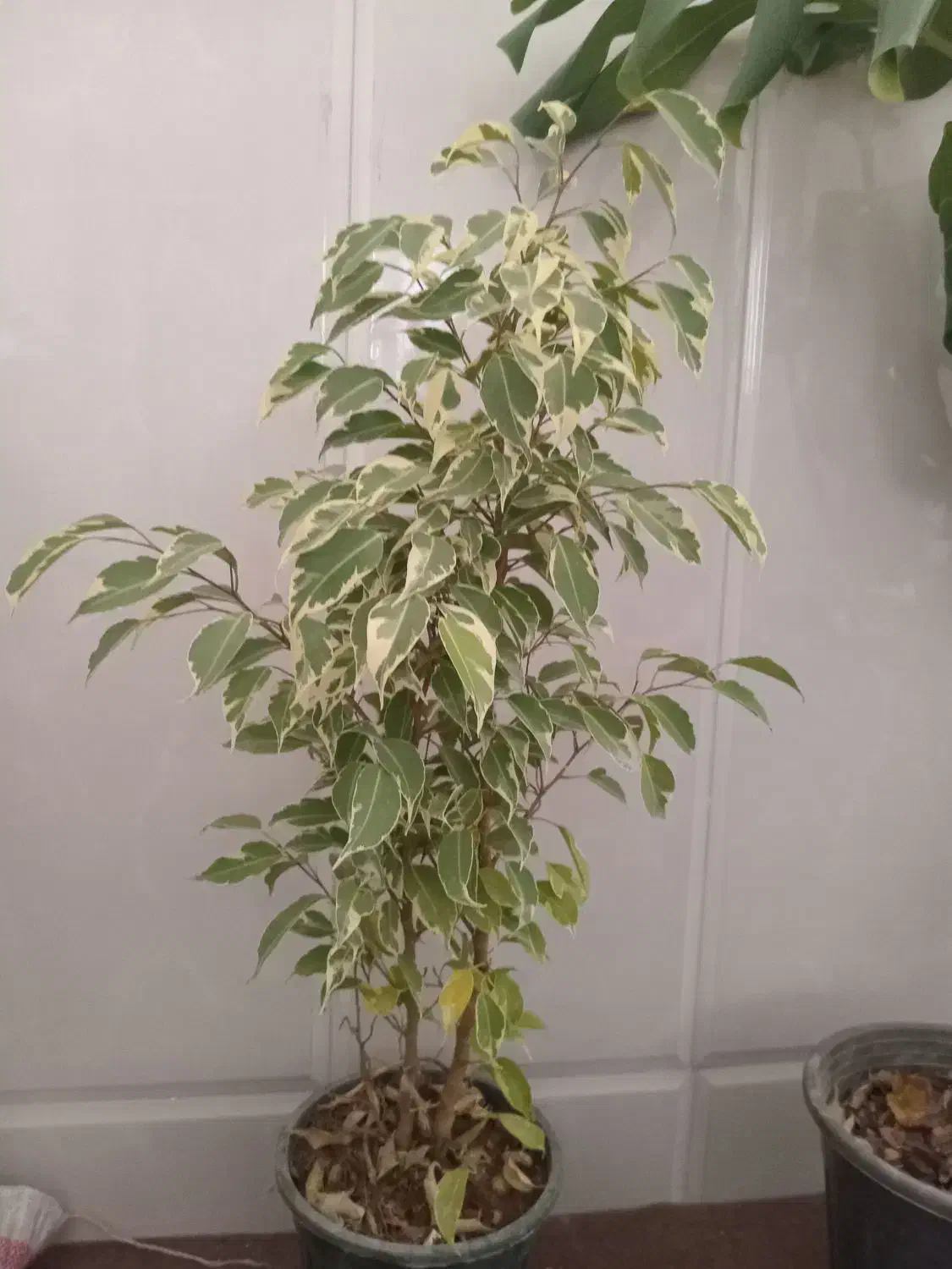 فروش ویژه گل های آپارتمانی وخاک با قیمت مناسب|گل و گیاه طبیعی|میبد, |دیوار