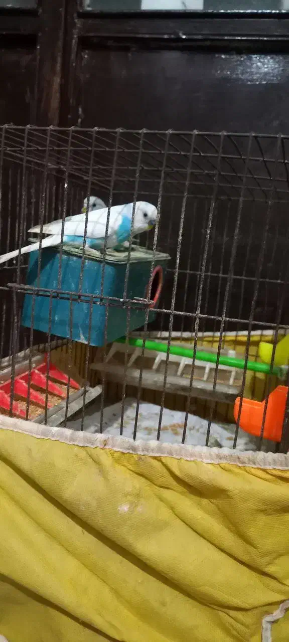 مرغ عشق|پرنده|رشت, آب و برق|دیوار