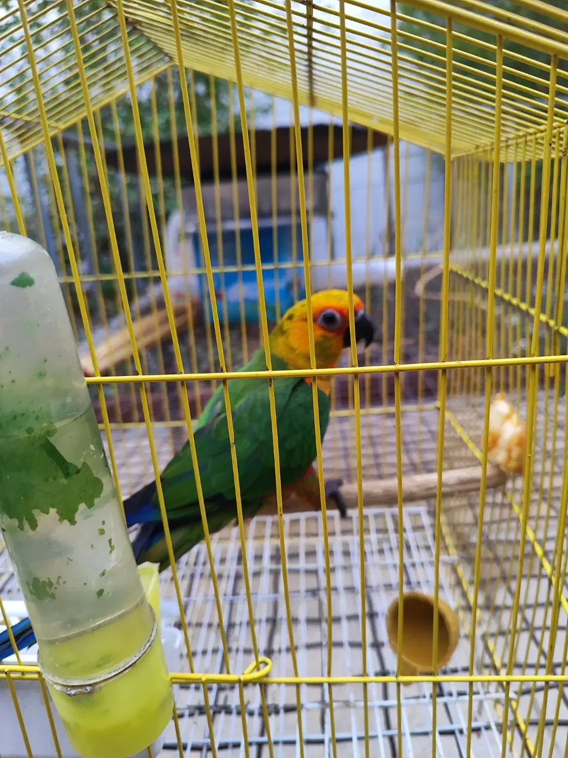 طوطی|پرنده|بهبهان, |دیوار