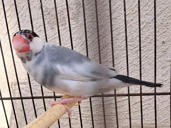 فنج نرگسی|پرنده|کرج, حصار|دیوار