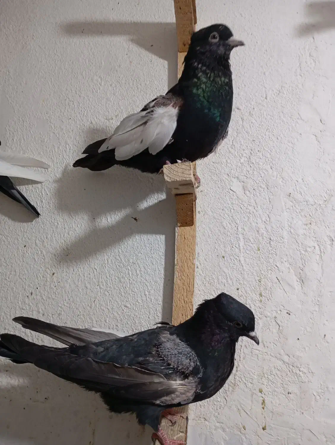 سه جفت جوجه سینه سیاه چهار پره و دو نره|پرنده|مرودشت, ابوذر شمالی|دیوار