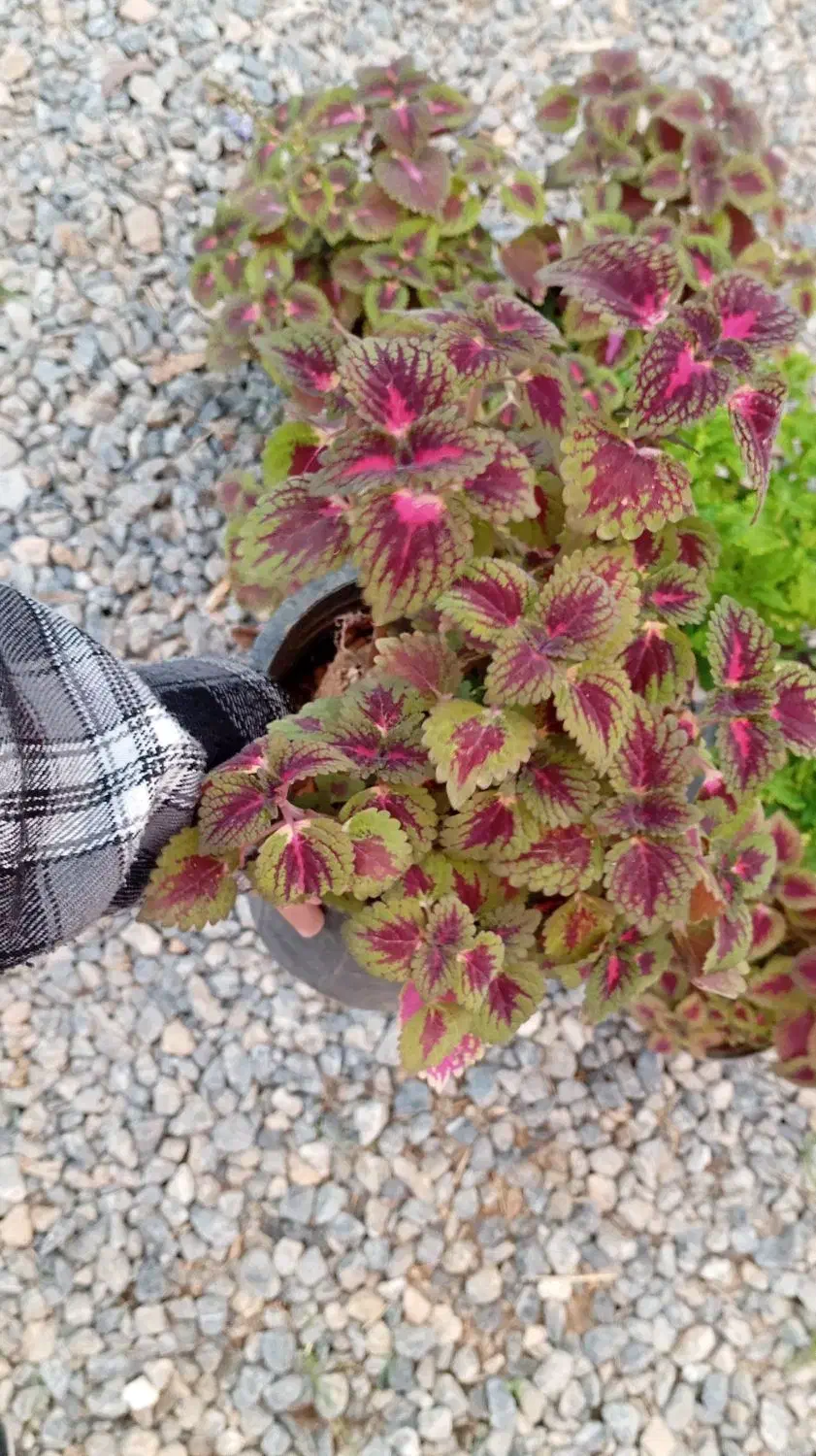 حسن یوسف|گل و گیاه طبیعی|بن, |دیوار