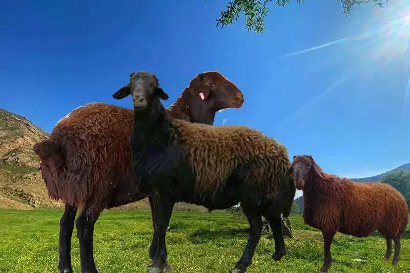 بره نر همو و هترو|حیوانات مزرعه|گلپایگان, |دیوار