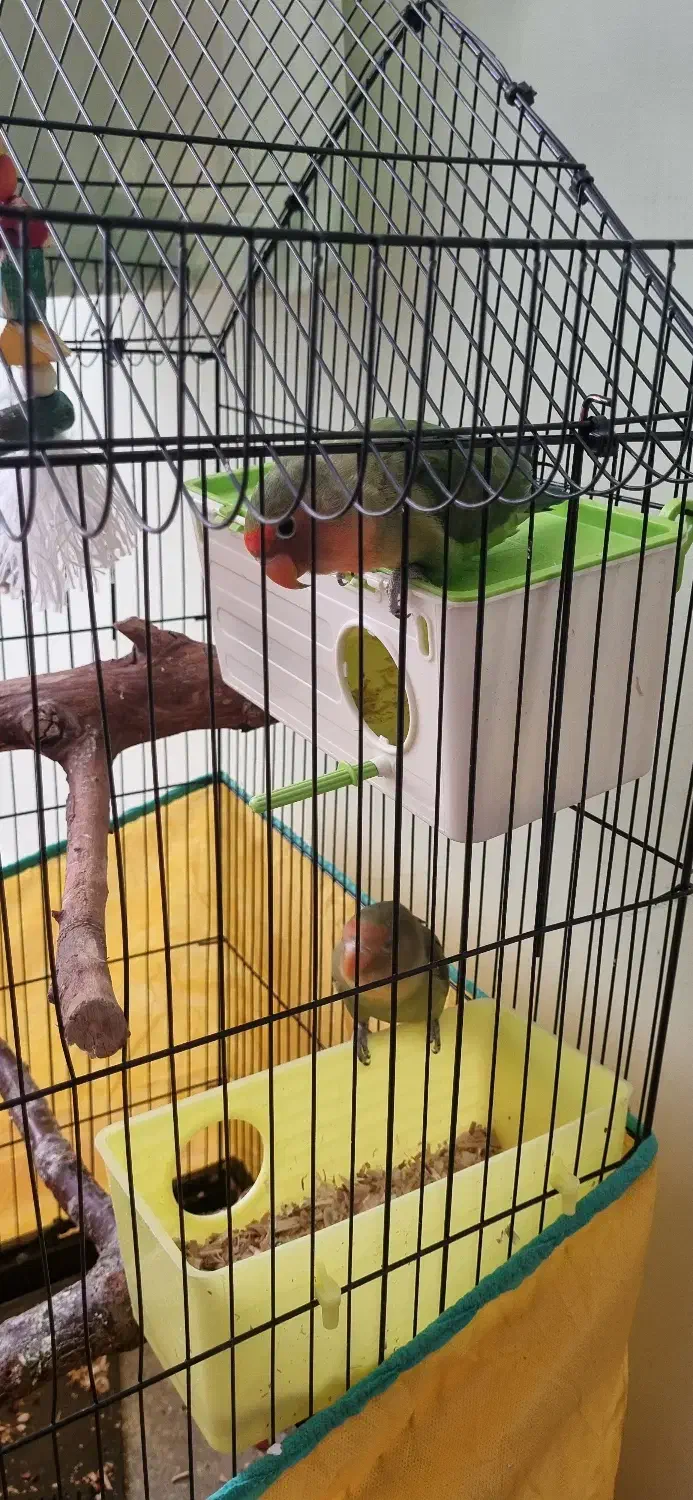 طوطی برزیلی|پرنده|سنندج, |دیوار