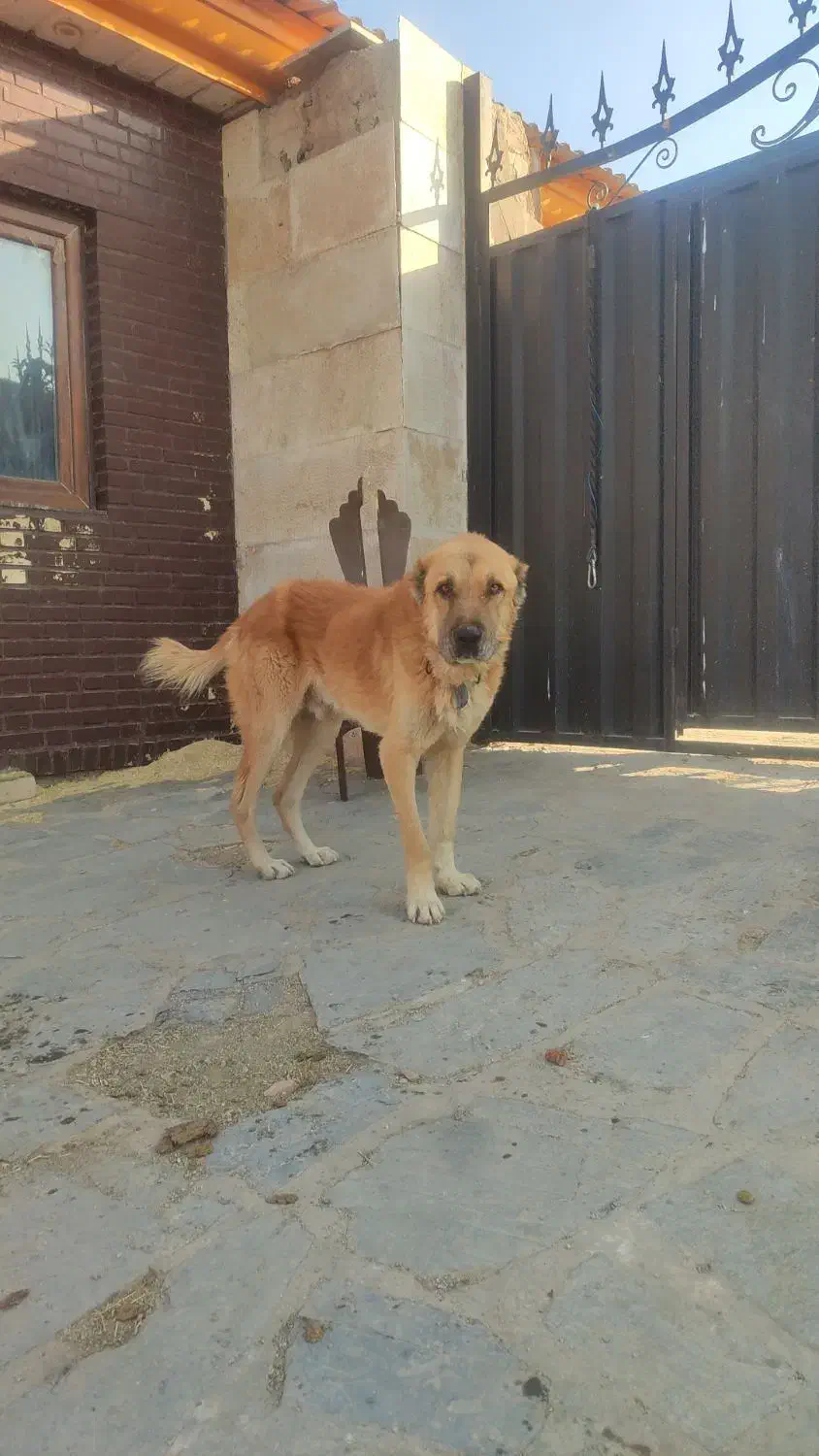 سگ نژاد سراب درشت 3ساله مناسب نگهبانی وگله|سگ|دماوند, دماوند|دیوار