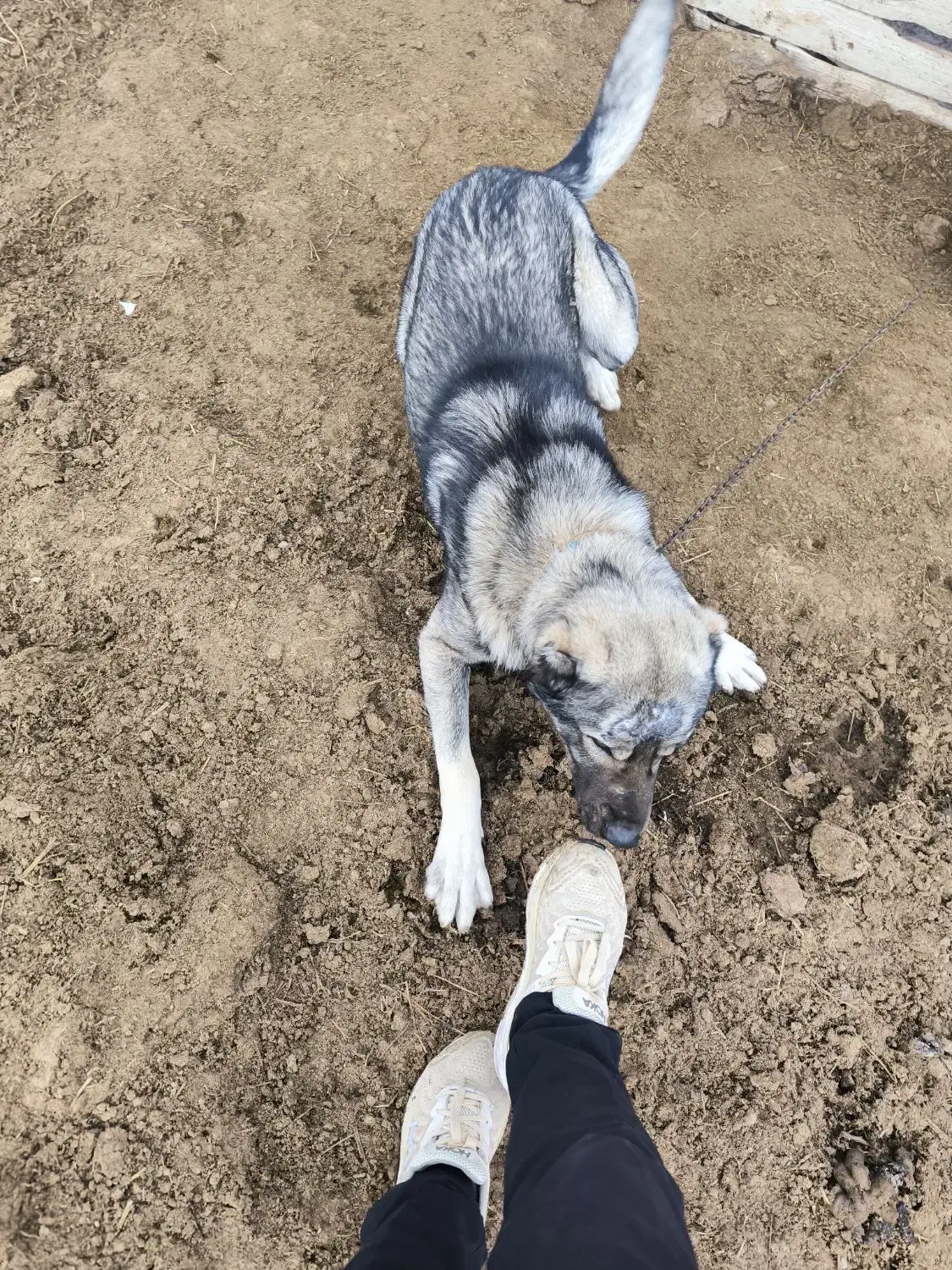 سگ سرابی|سگ|انزل, |دیوار