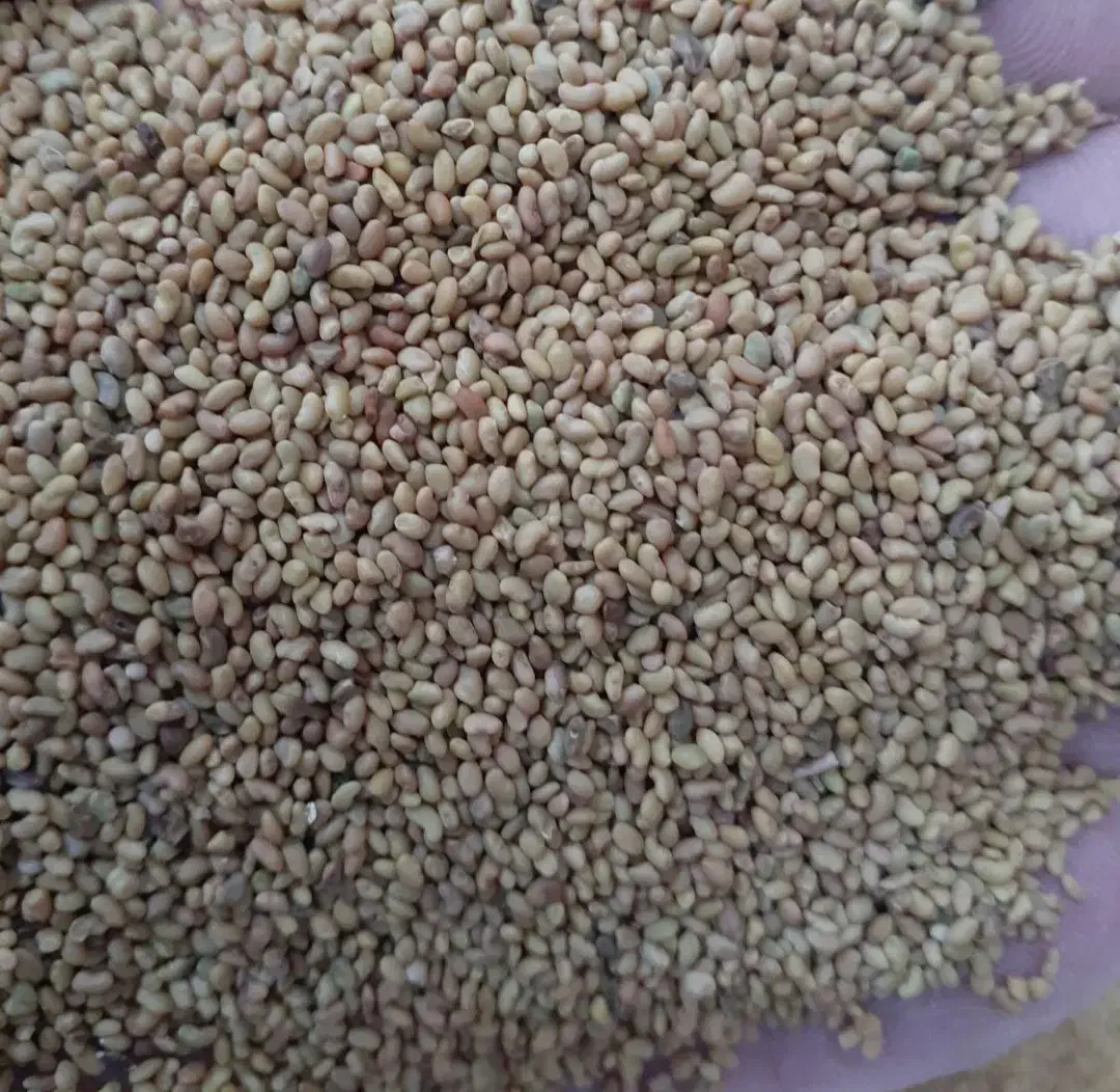 تخم ( بذر) یونجه|خدمات باغبانی و درختکاری|کوهرنگ, |دیوار