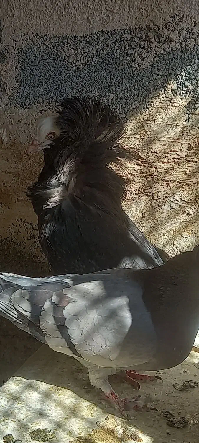 کفتر شامپیون کاشونی|پرنده|شهرضا, |دیوار