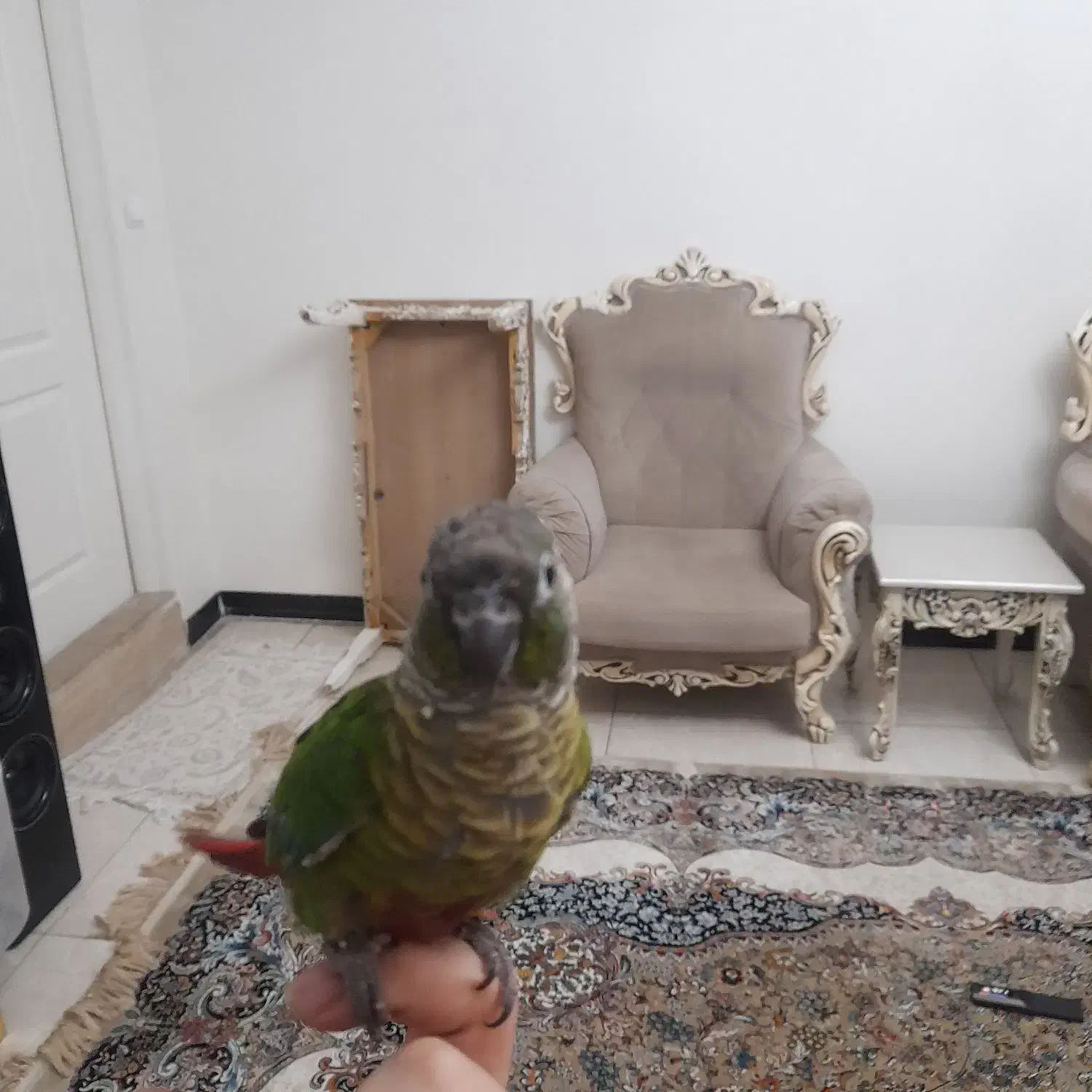 گرینچیک نر|پرنده|تهران, دستغیب|دیوار