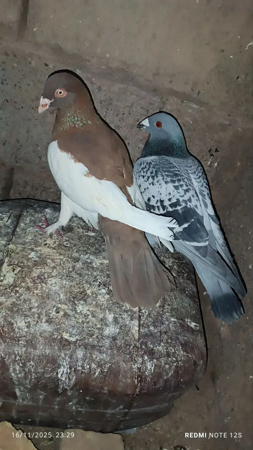 کبوتر|پرنده|سبزوار, صالح آباد|دیوار