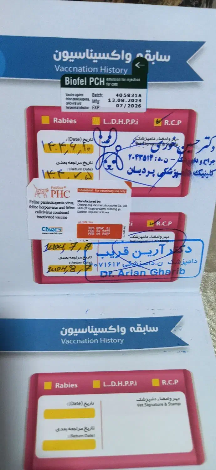 واگذاری بچه گربه|گربه|مشهد, رضاشهر|دیوار
