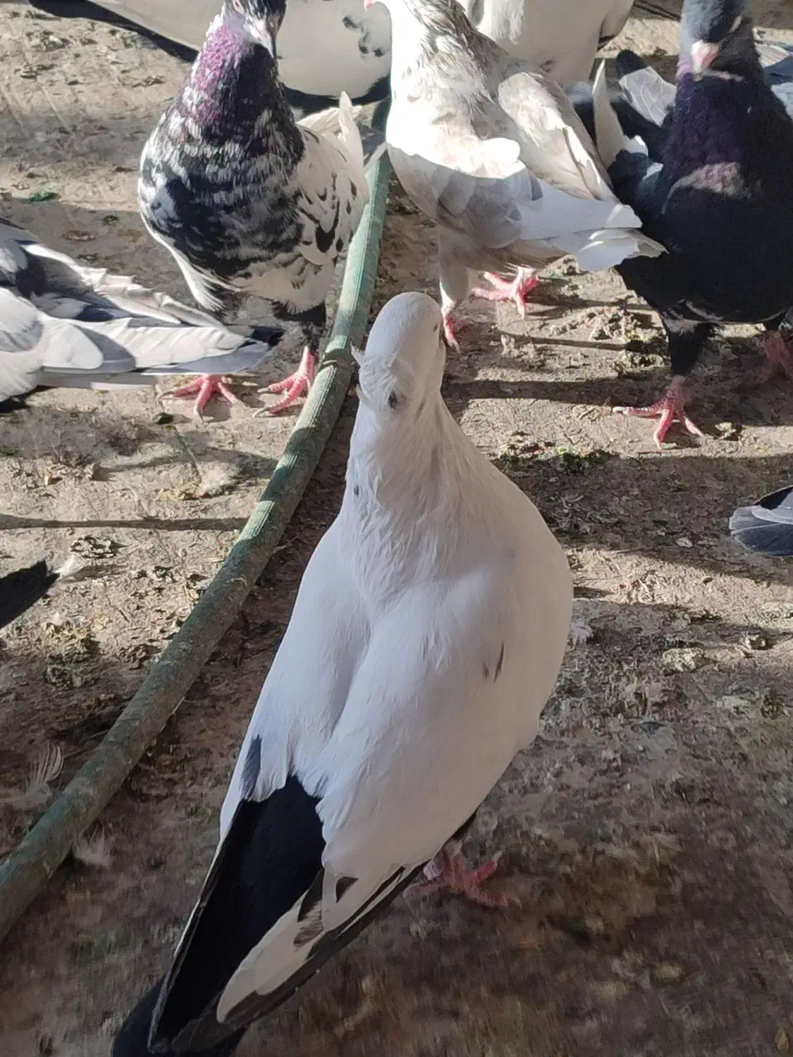 کفتر|پرنده|خمینی‌شهر, |دیوار