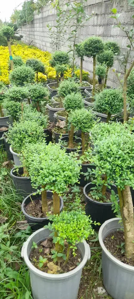 افرا|گل و گیاه طبیعی|شهریار, رزکان|دیوار