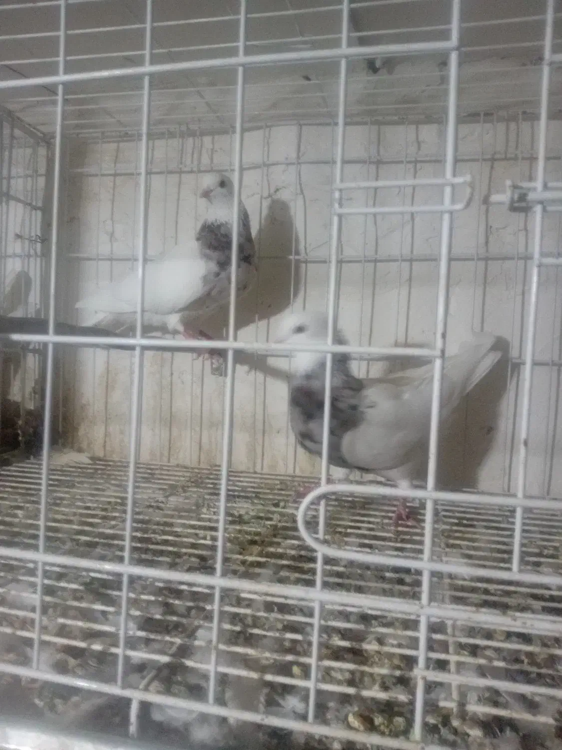 ۲عدد طوقی ماده درجه ۱|پرنده|دره شهر, |دیوار