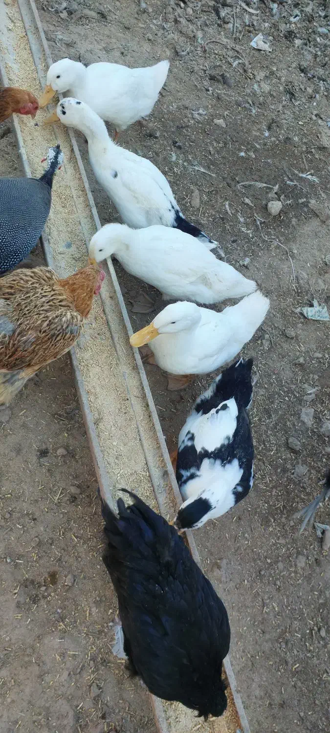 اردک|حیوانات مزرعه|جوانرود, |دیوار