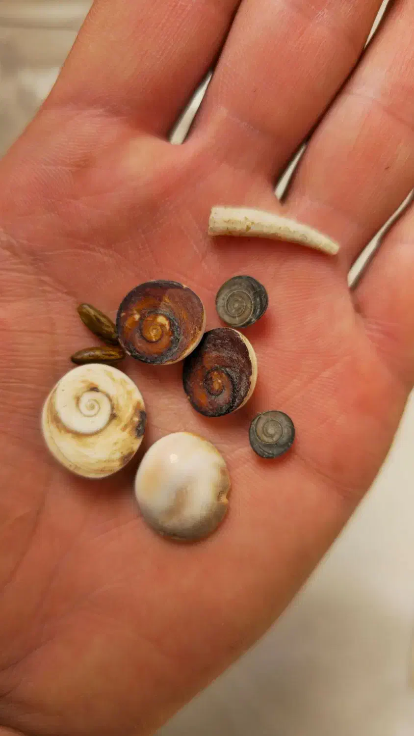 انواع مهره و لوح تضمینی|کلکسیون اشیاء عتیقه|کرمانشاه, |دیوار