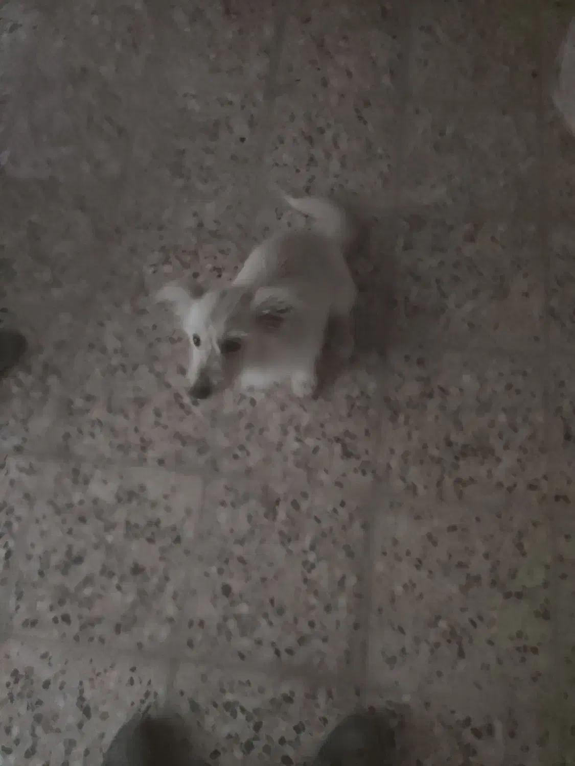 سگ پاپی،واگذاری،نره|سگ|نجفآباد, صالح آباد|دیوار