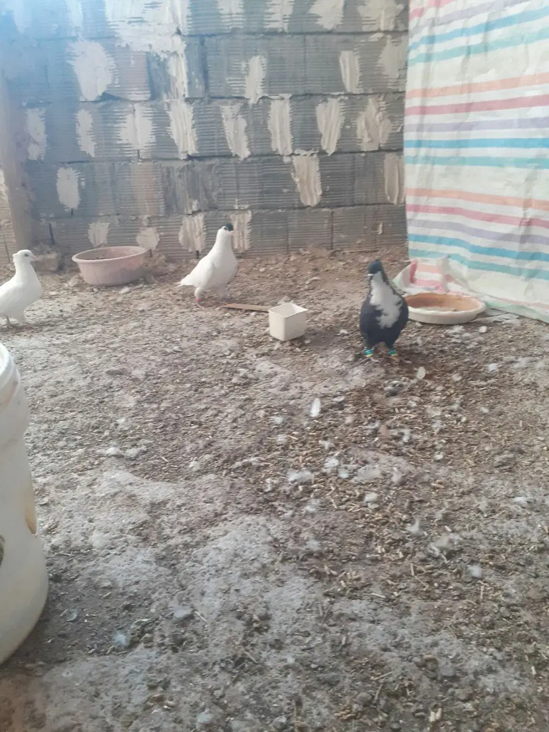 ماده کروباتی کاکلی|پرنده|سلیمان, |دیوار