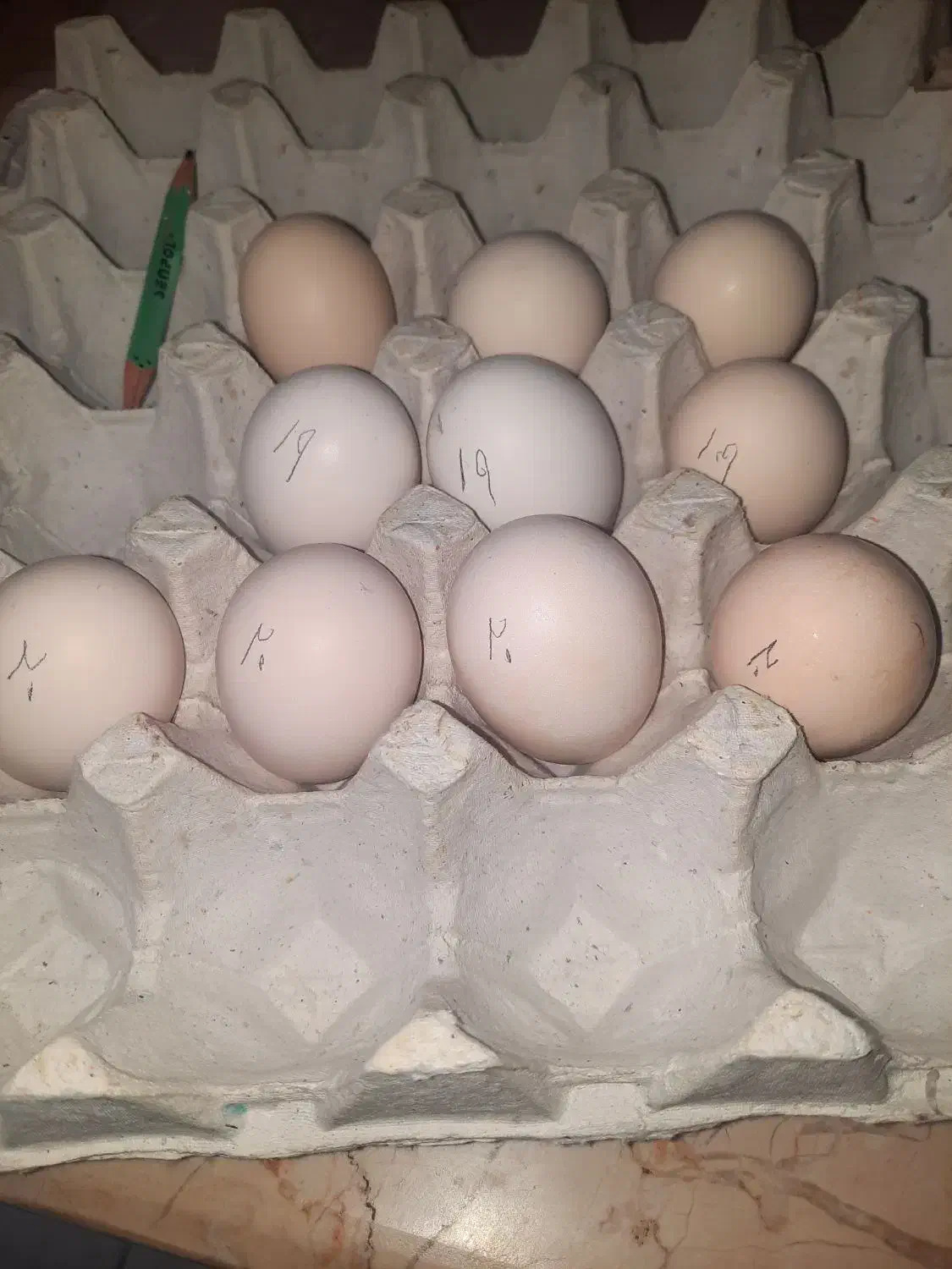 تخم مرغ نطفه دارگلین|حیوانات مزرعه|رفسنجان, |دیوار