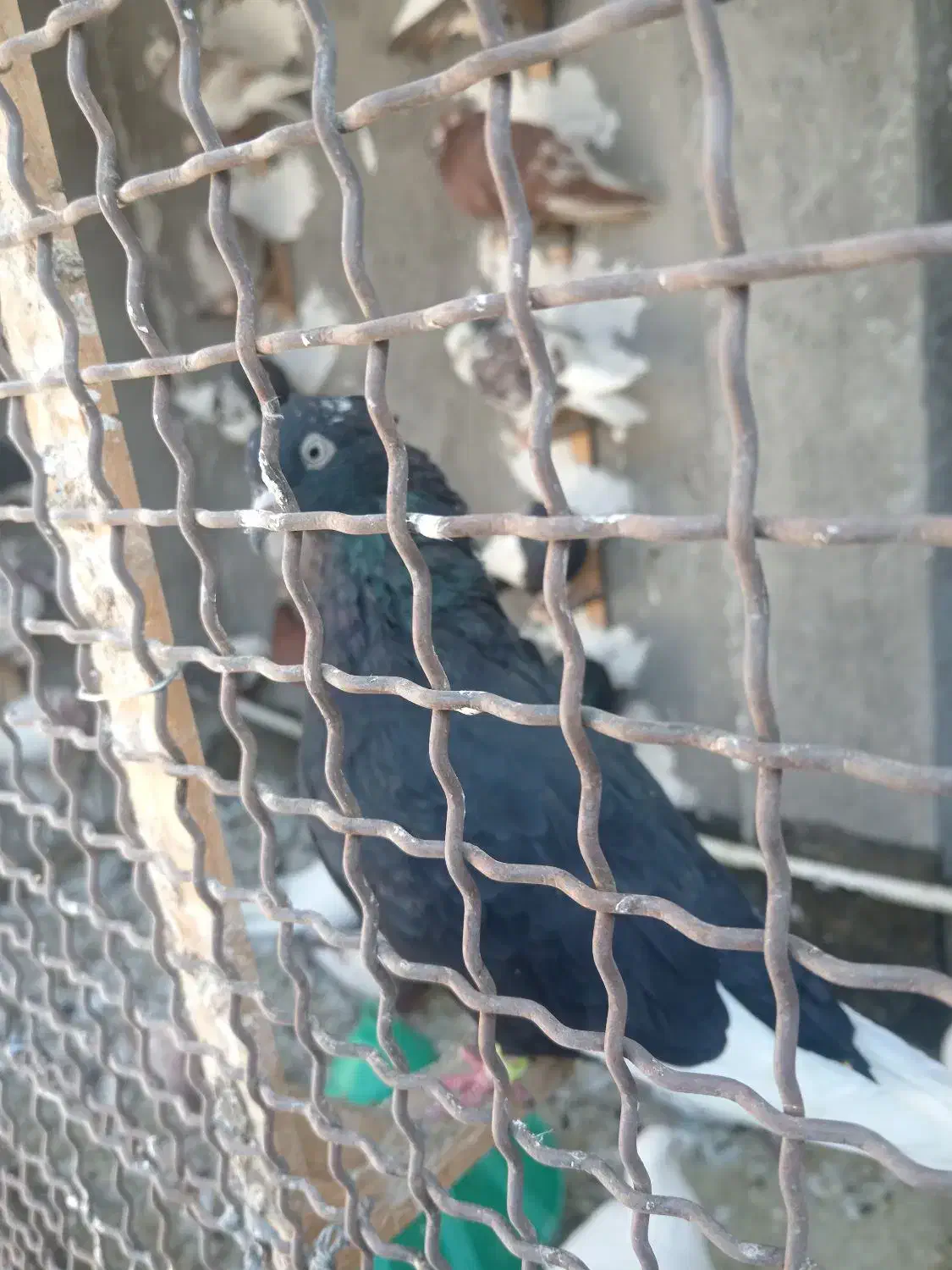 3عدد کبوتر کله سرخ. قره سینه. سینه|پرنده|مشهد, آبکوه|دیوار