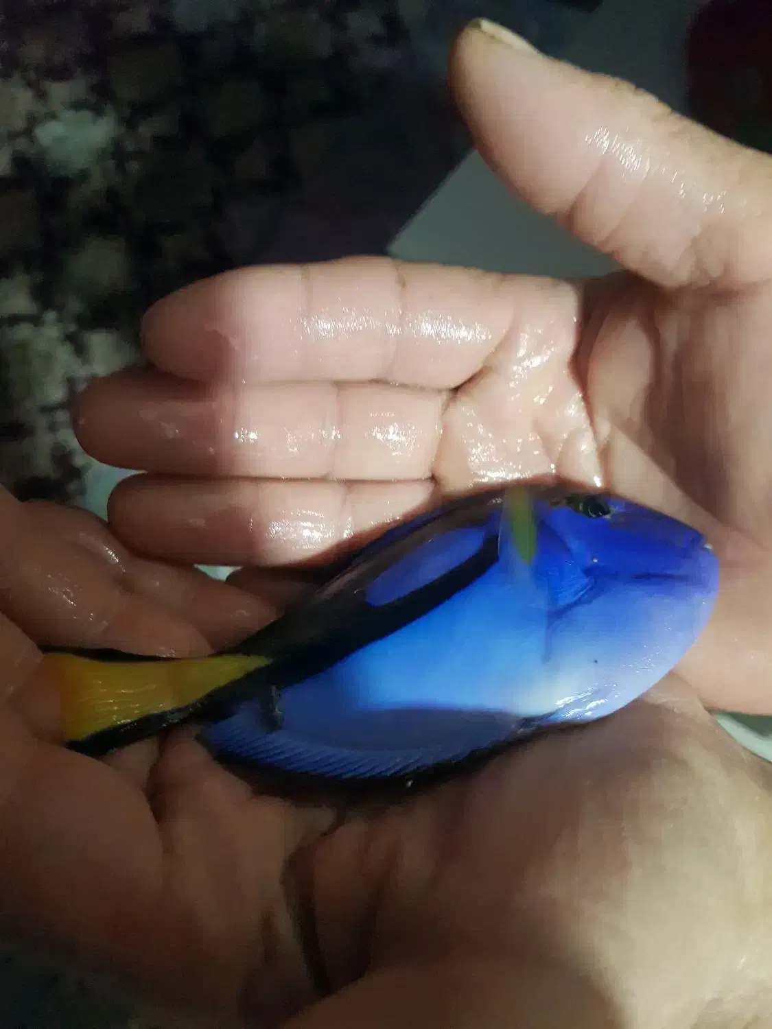 ماهی ابشور اب شور بلوتانگ|ماهی|رباط‌کریم, نصیرشهر|دیوار