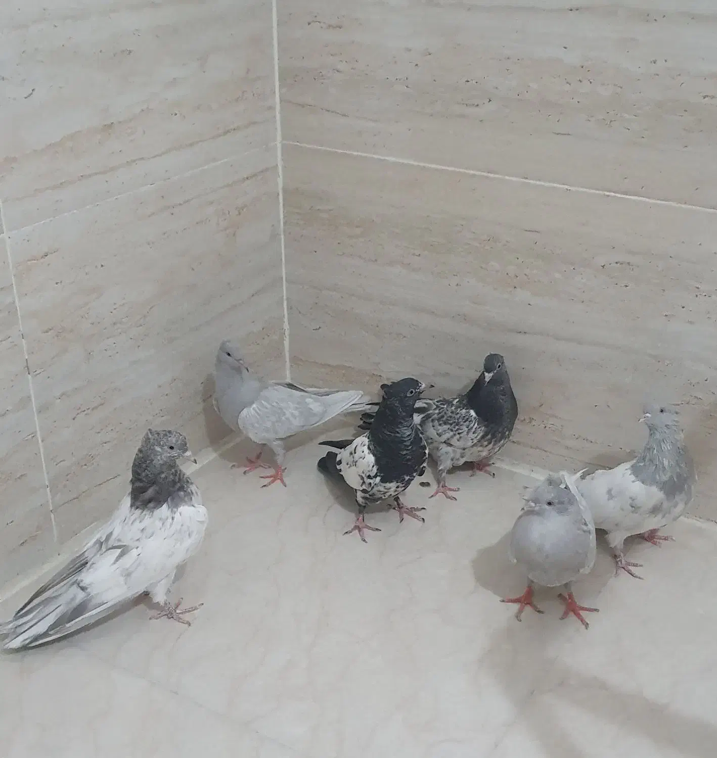 کبوتر|پرنده|شیراز, لاله|دیوار