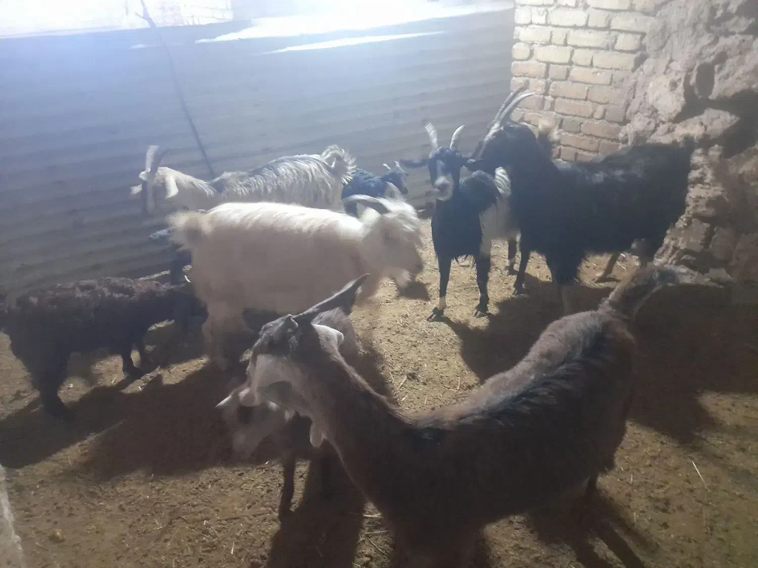 بزوبزغاله|حیوانات مزرعه|بشاریات, |دیوار