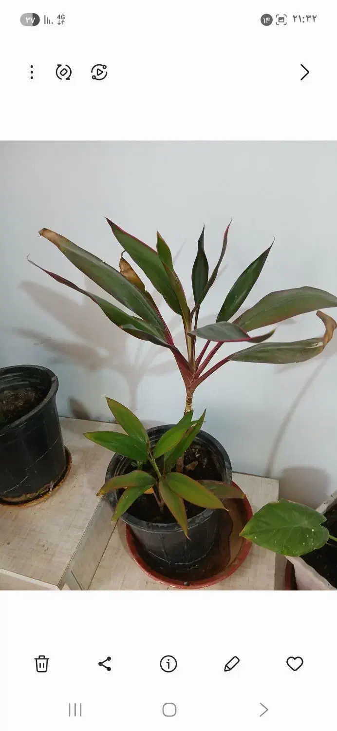 گلباران|گل و گیاه طبیعی|الشتر, |دیوار