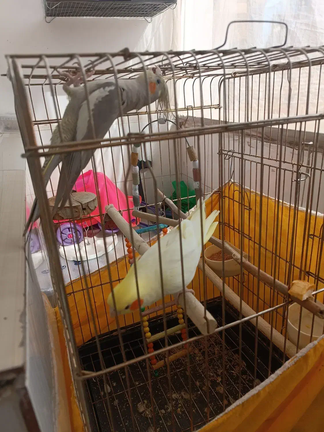 عروس هلندی دستی|پرنده|اسلام‌شهر, شهرک مهدیه|دیوار