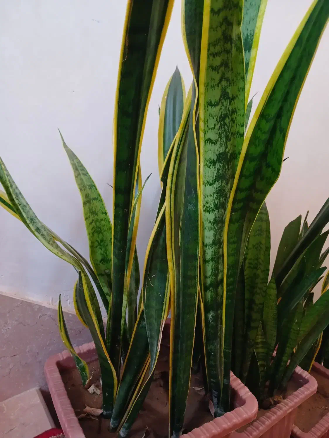 دوعدد گل سانسوریا‌ ویکی لب طلا دیگری ساده|گل و گیاه طبیعی|بناب, |دیوار