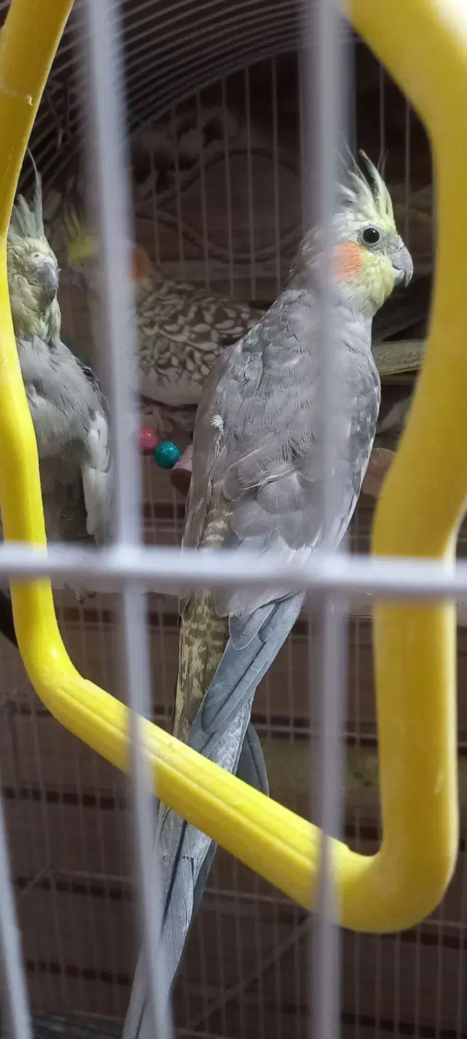 عروس هلندی ...|پرنده|مشهد, فرخد|دیوار