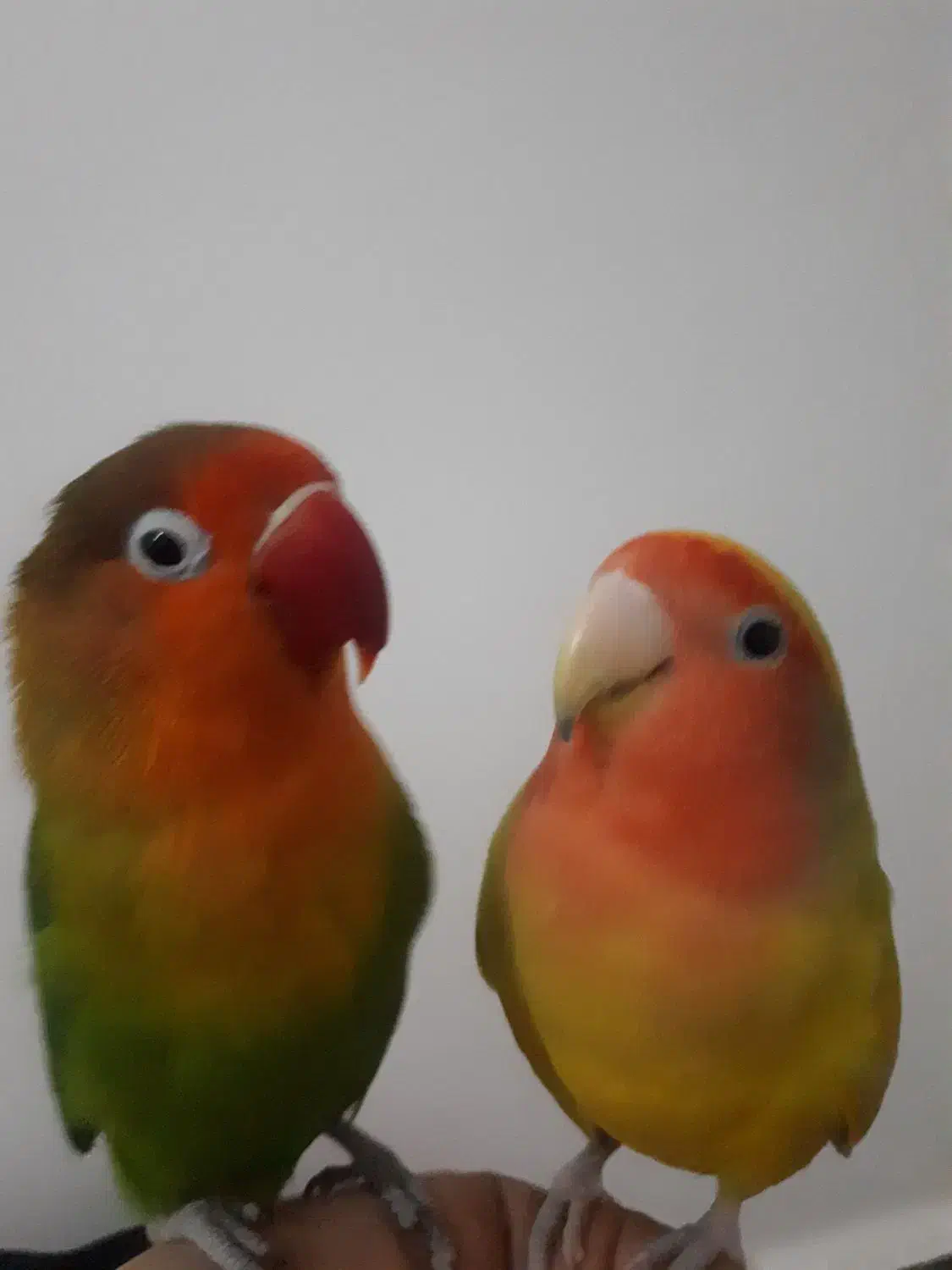 طوطی کوتوله سخنگو رام و دستی|پرنده|زابل, |دیوار