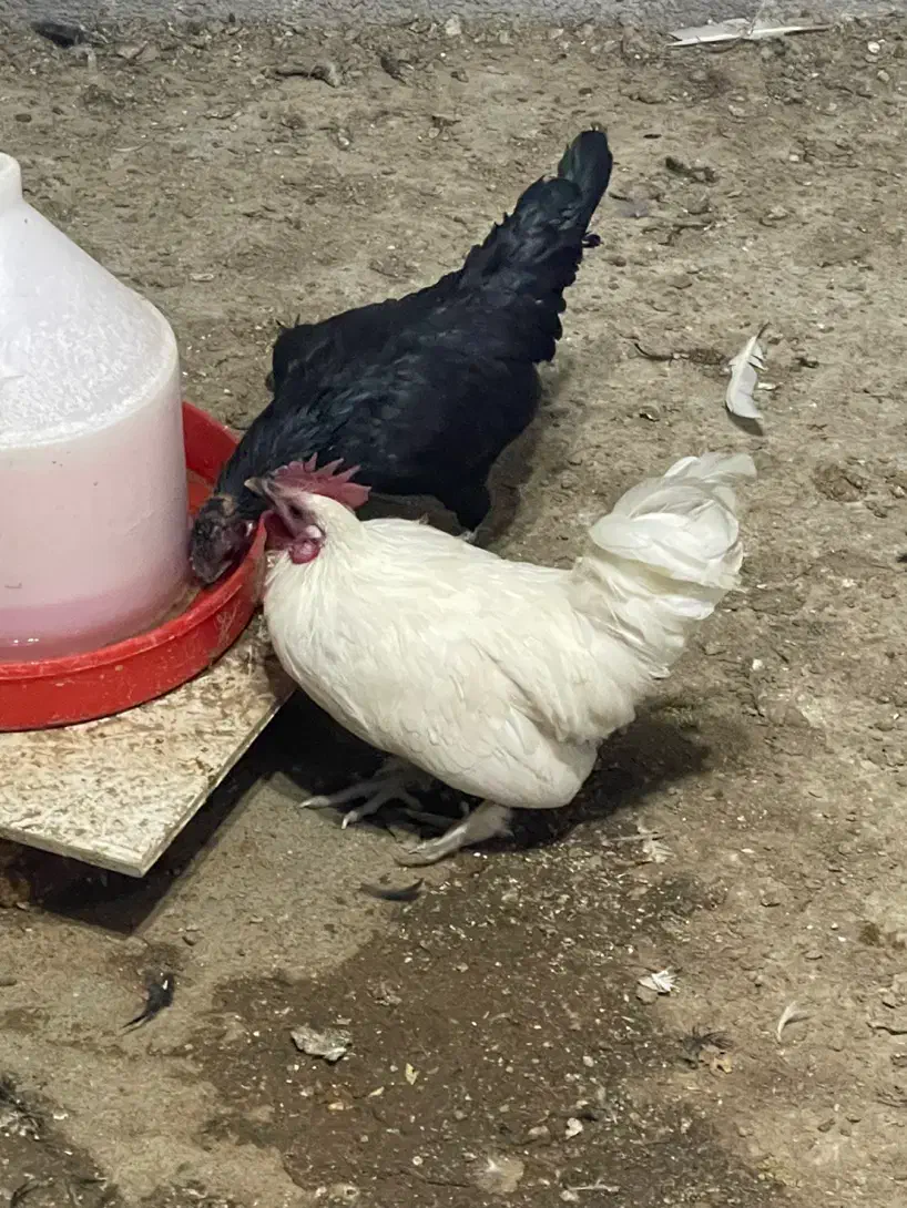 خروس بومی|حیوانات مزرعه|خمینیشهر, |دیوار