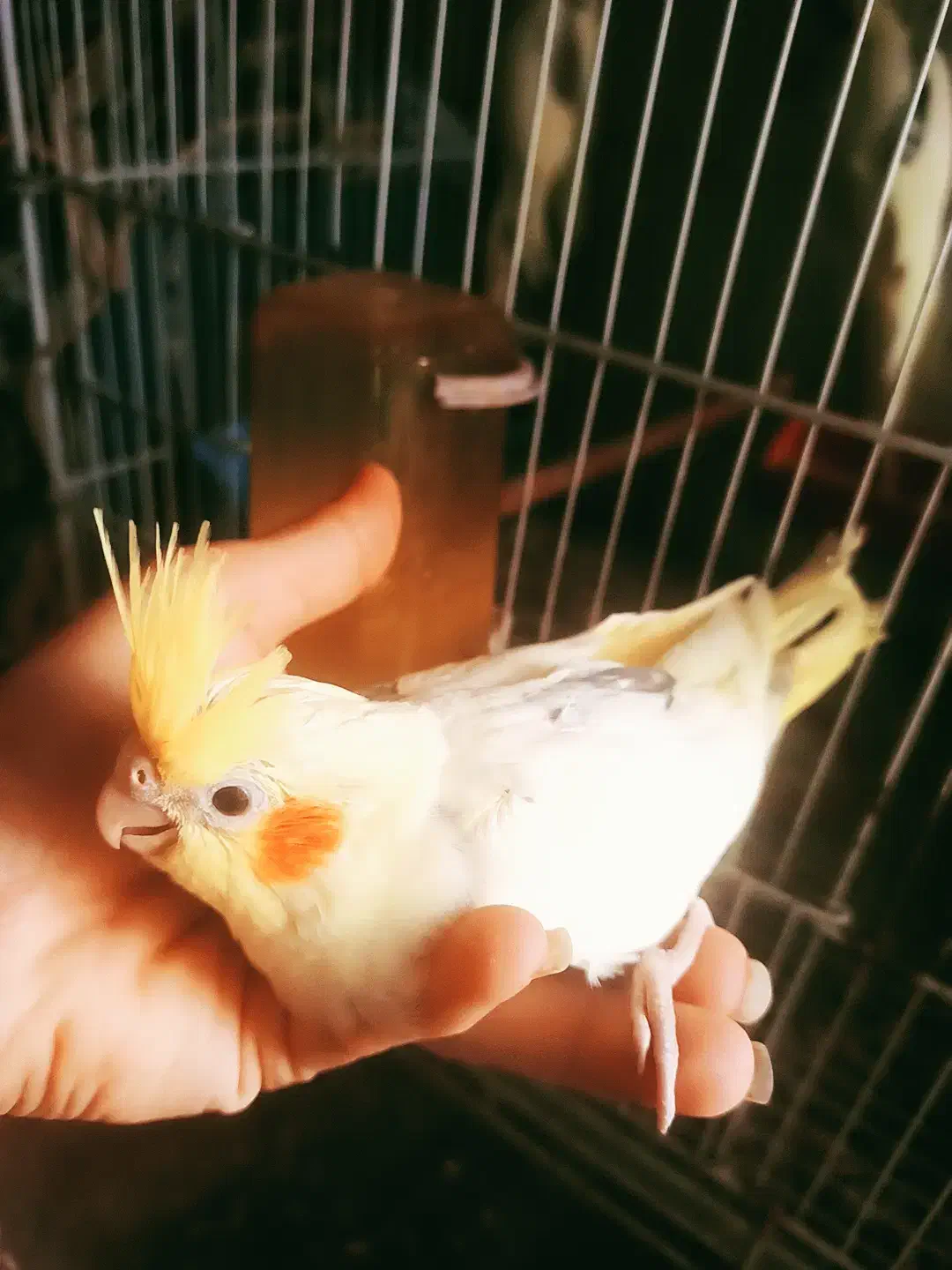 جوجه عروس هلندی|پرنده|لامرد, |دیوار