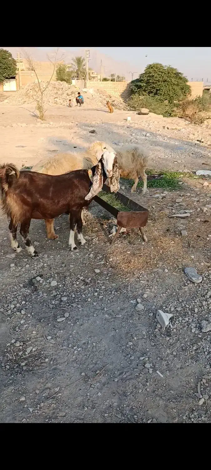 میش با بز|حیوانات مزرعه|خورموج, |دیوار