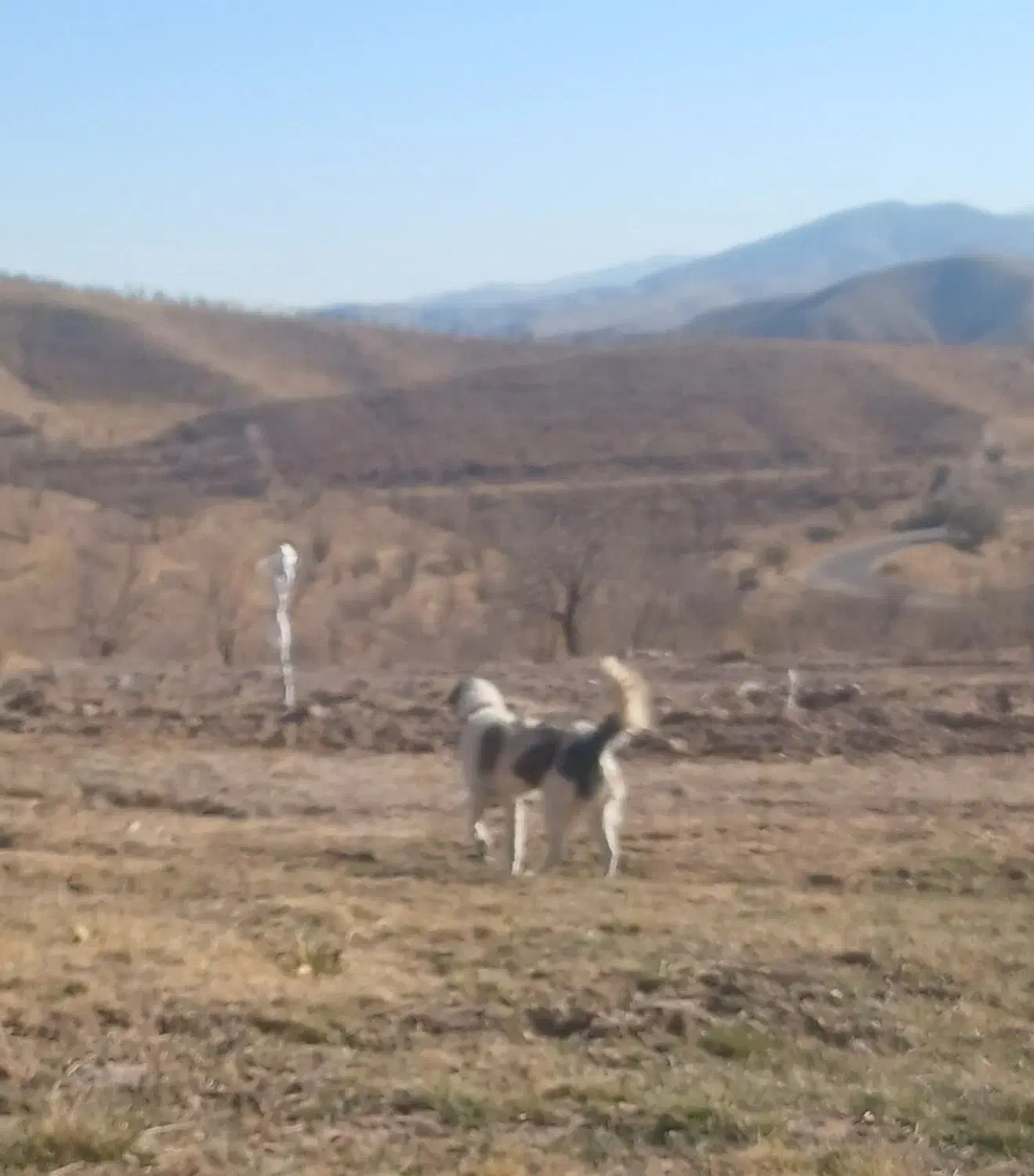 سگ سنگسری|سگ|فاروج, |دیوار